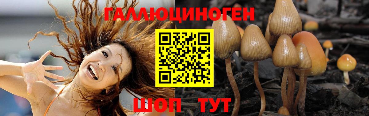 Черногорск  Псилоцибиновые грибы Psilocybine cubensis  Вход с VPN 